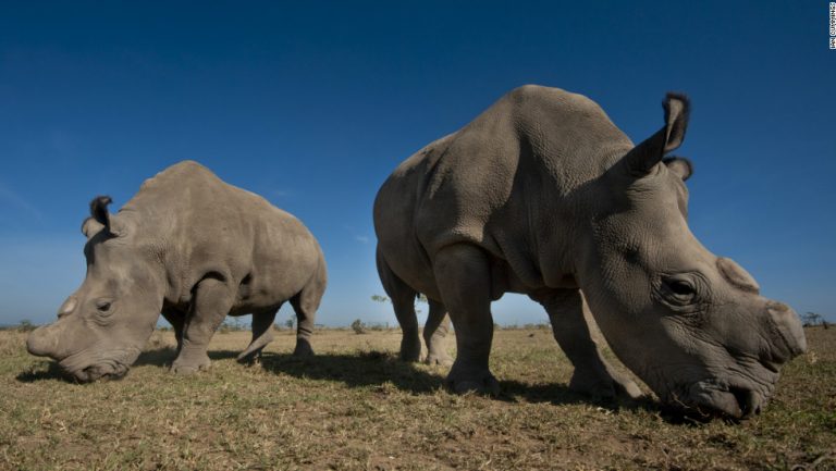 Largest Black Rhino Sanctuary in Eastern Africa - Lead Tours